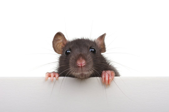 Rat Images – Browse 1,769,918 Stock Photos, Vectors, and Video | Adobe Stock