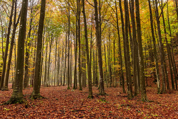 Inside a forest in autumn, a carpet of leaves