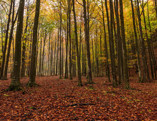 Inside the woods in autumn, a carpet of leaves
