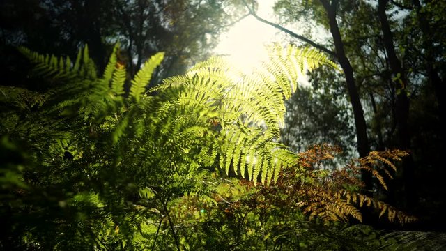 Slowly moving across a forest floor at sunrise with sunlight shining through bracken in the English countryside