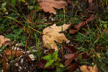 autumn leaves on the ground with droplets 