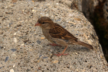 House Sparrow (Passer domesticus) sitting on stones