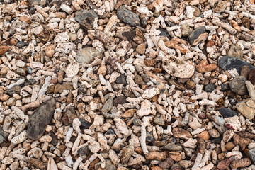 Pile of dead corrals and stones on a seashore