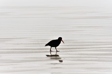 Bird at Tidar River beach