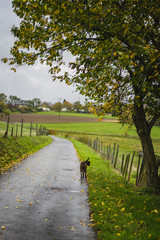 geteerter Waldweg im Herbst mit einem Boxer Hund stehend unter einem Laubbaum