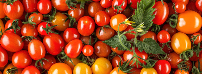 Fresh organic cherry tomatoes as background. Long wide banner