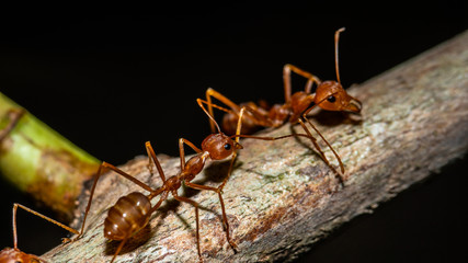 macro shot of ants on tree, closeup ants