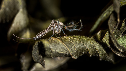 Macro shot of mosquito on green tree branch, closeup mosquito