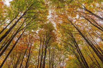 Colorful foliage of the tree tops in autumn