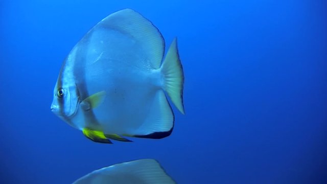Round Batfish, Platax Orbicularis, Philippines