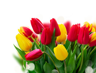 fresh tulips flowers