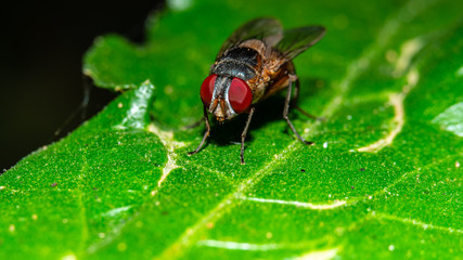 Macro shot of fly on green tree branch, closeup fly