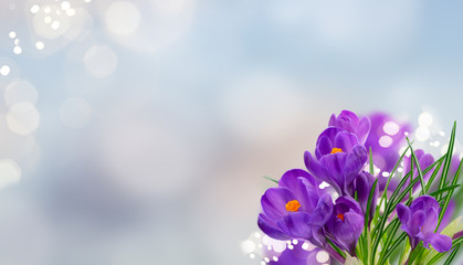 Fototapeta na wymiar Blue crocuses flowers