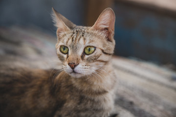 katzen portrait