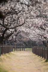 Fototapeta premium 梅