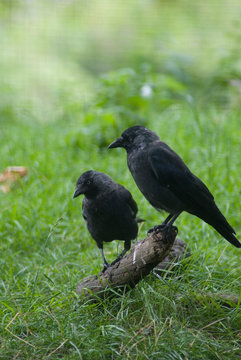 a crows life 
