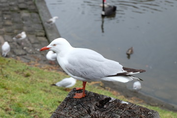 bird