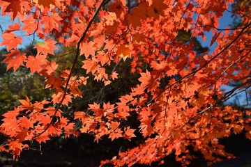 紅葉