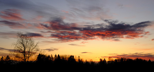 Golden sunrise over trees, Drobak, Norway
