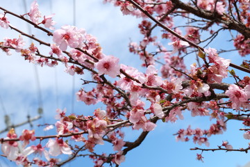 Cherry blossom