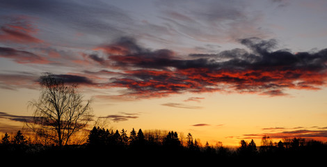 Sunrise over trees, Drobak, Norway