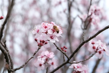 Obraz premium Cherry blossom