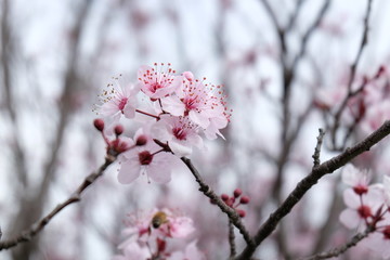 Cherry blossom