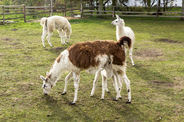 Fototapeta premium A large brown llama feeds a small white llama. The little llama greedily sucks milk. Meadow on a llamas breeding farm.