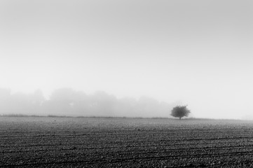 Black and white abstract of tree in fog