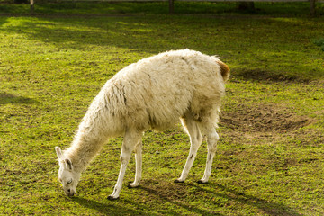 White llama grazes on the green grass. Morning at the llama breeding farm.
