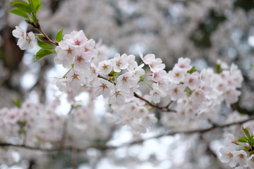 sakura