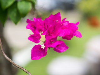  Nyctaginaceae Magnoliophyta