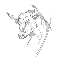 Bull,  ink drawing vector illustration.