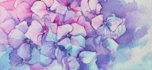 Pink and blue hydrangea flower, rectangular format, watercolor background