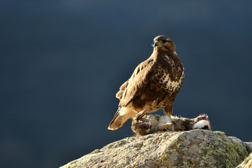 a buzzard eagle with a prey