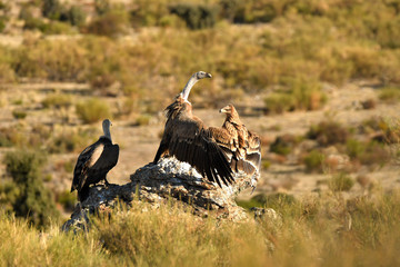 Imperial eagles in the Sierra de Água. Spain
