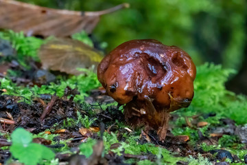 Woodland fungi mushroom which is often called a toadstool