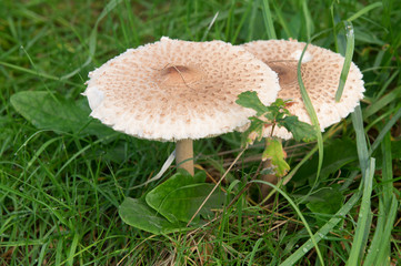Macrolepiota procera - white edible mushroom shaped like a parasol in forest