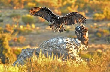 Imperial eagles in the Sierra de Água. Spain