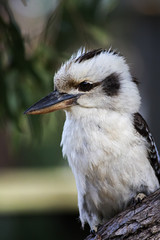 kookaburra 