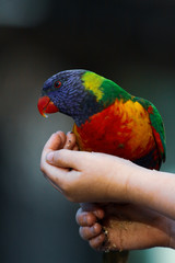 child feeding rainbow lorikeet