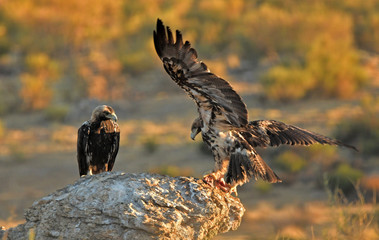 Imperial eagles in the Sierra de Água. Spain