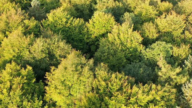 Aerial view over an autumn / fall forest looking down over the tree tops in the English countryside at sunrise