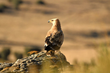 Imperial eagles in the Sierra de Água. Spain