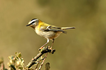 Kinglet perched on a twig
