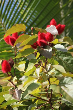 Roucou