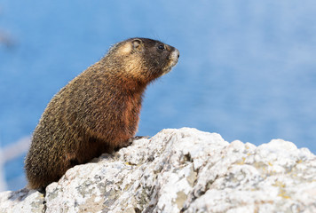 Yellow-bellied marmot