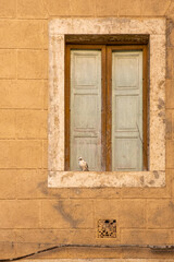 A single pigeon sitting on a window ledge with the faded shutters of the window closed behind it.