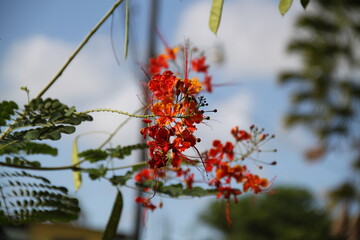 Fleurs du Costa rica