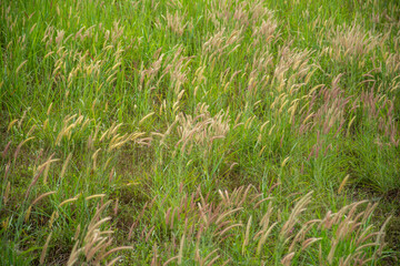 Green grass flowers that grow on the vast fields and naturally grow.